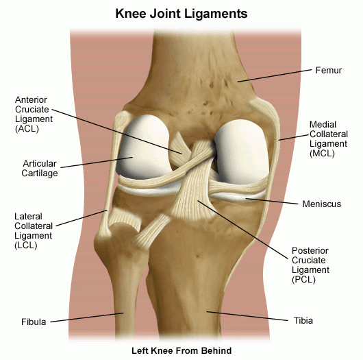 Diagrama interno de rodilla